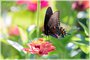 Pipevine Swallowtail