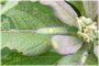 Plume Moth Caterpillar