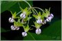 Poke Milkweed