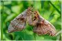 Polyphemus Moths