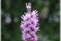 Prairie Blazing Star