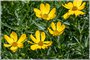 Prairie Coreopsis