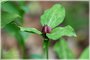 Prairie Trillium