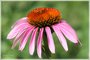 Purple Coneflower