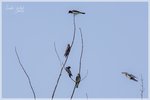 Purple Martins and Eastern Kingbirds