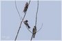 Purple Martins