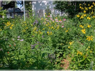 Rain Garden