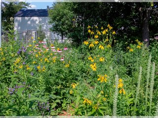 Rain Garden