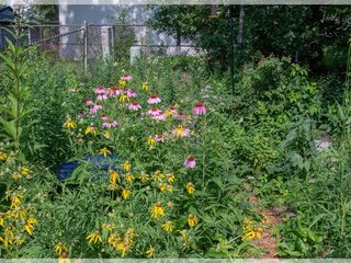 Rain Garden