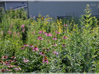 Rain Garden