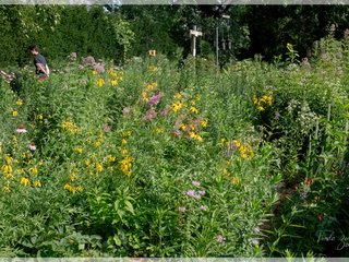 Rain Garden