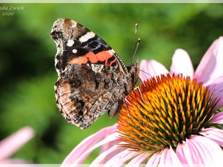 Red Admiral on Purple Coneflower