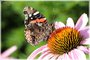 Red Admiral on Purple Coneflower