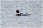 Red-breasted Merganser