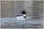 Male Red-breasted Merganser