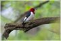 Red-headed Woodpecker