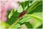 Red Milkweed Beetle