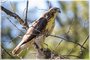 Red-tailed Hawk