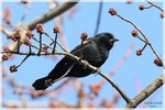 Red Winged Blackbird Male