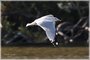 Ring-billed Gull