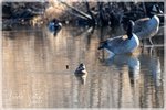 Ring-necked Duck and Canada Geese