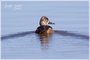 Ring-necked Duck Female