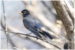 American Robin Male