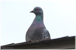 Rock Pigeon