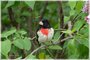 Rose-breasted Grosbeak Male