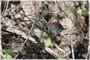 Ruby-crowned Kinglet