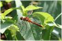 Ruby Meadowhawk