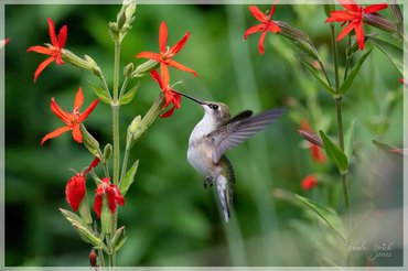 Ruby-throated Hummingbird