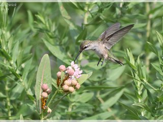 Ruby-throated Hummingbird