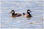 Ruddy Ducks