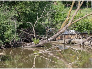 Downed Trees in the Pond