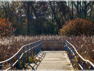 Observation Deck Boardwalk