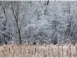 Ruth Macintyre Conservation Area