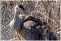 Sandhill Crane