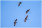 Sandhill Cranes