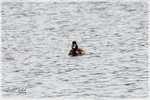 Lesser Scaup