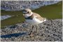 Juvenile Semipalmated Plover