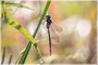 Shadow Darner