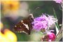 Silver-spotted Skipper