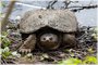 Common Snapping Turtle