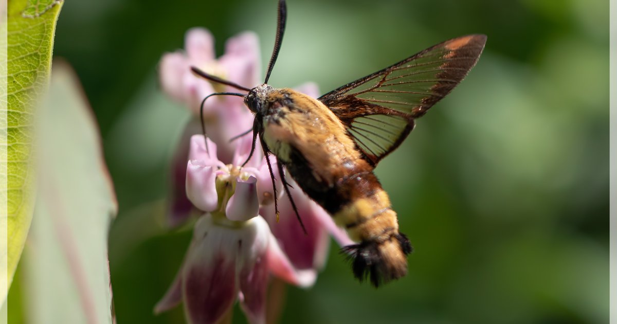 Sighting: Snowberry Clearwing