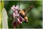 Snowberry Clearwing