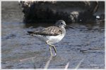 Solitary Sandpiper