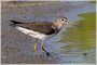 Solitary Sandpiper