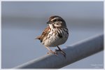 Song Sparrow