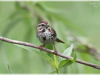 Song Sparrow